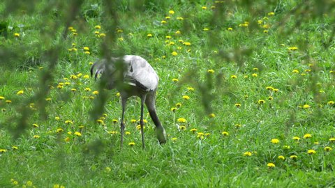 Cranes walk on the grass and seek out food that they take with their long beak.
