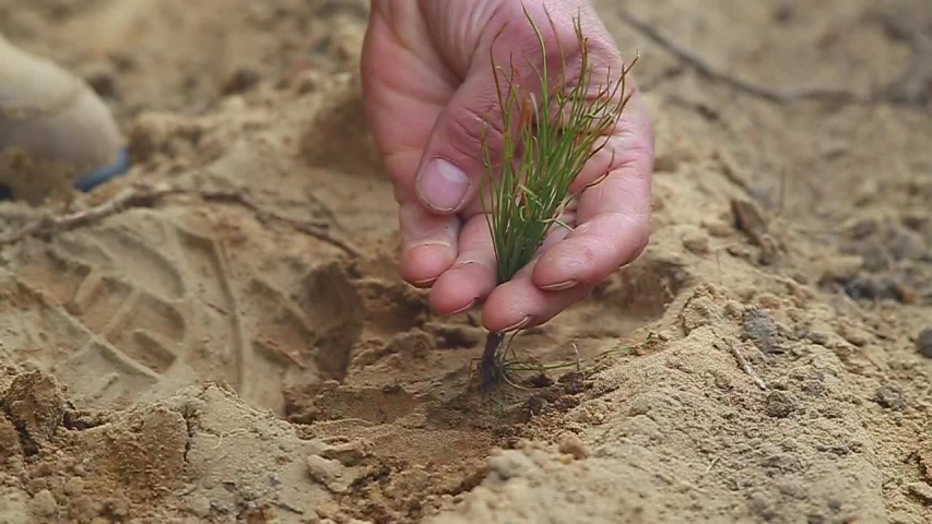 A man plants a tree. Close-up video. Planting forests manually. Reforestation on the planet. A forest worker is planting a tree. A forester manually plants a coniferous seedling of a tree. | Shutterstock HD Video #1032154724