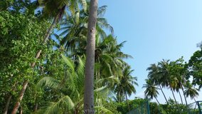 Video of a palm tree forest in the Barbados. Lush vegetation and blue sky beyond the leaves