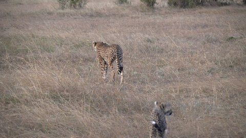 a cheetah family walks away from the camera at masai mara national reserve in kenya, africa