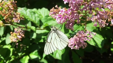 Aporia Crataegi Black Veined White の動画素材 ロイヤリティフリー Shutterstock