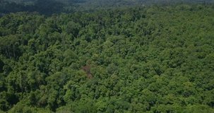 flying by drone over trees at national park in Thailand Khao Yai with opening panoramic view of mountains on horizon