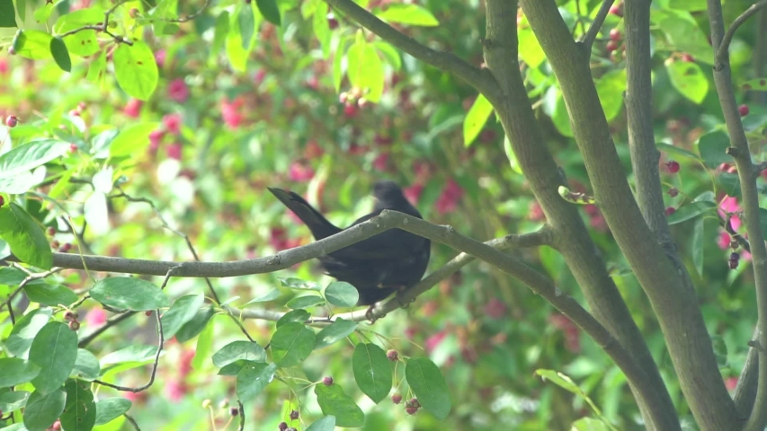 Turdus merula. Common Blackbird Sitting on Branch and Eating Small Red Berries in The Green Garden. American black bird with a strong pointed yellow bill. 
