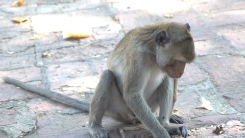 Monkey in national park, Thailand. 