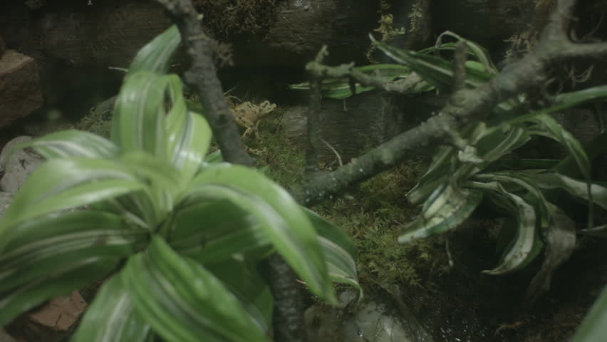 This is a shot of the rare panama frog which is actually a type of toad. Shot on a BMCC at the Albuquerque Zoo in NM