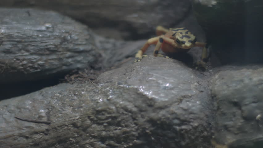 This is a shot of the rare panama frog which is actually a type of toad. Shot on a BMCC at the Albuquerque Zoo in NM