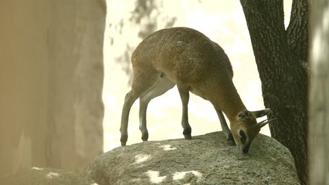 Here is a shot of a Klipspringer jumping off of a Rock. Shot on a BMCC at the Albuquerque Zoo in NM.