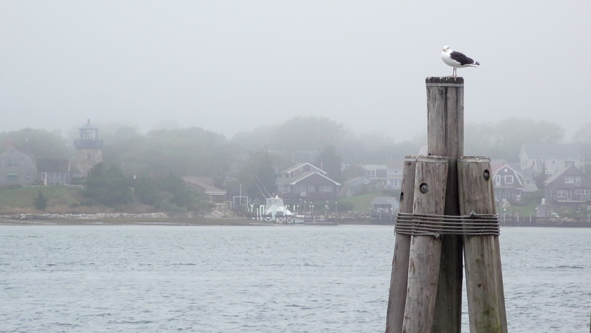 Seagull standing on a pier in a foggy New England fishing village harbor on a gray day