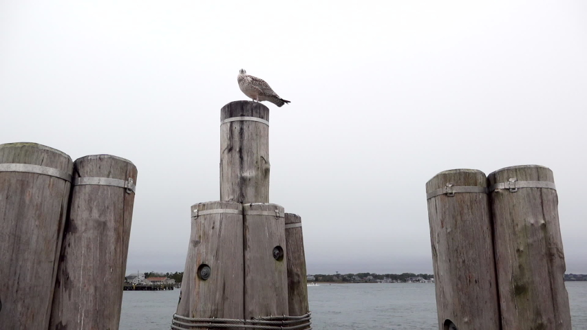 Herring Gull on a wooden post from slightly low angle