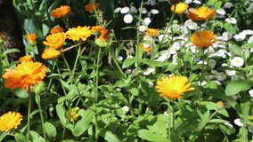 Calendula in nature in natural conditions