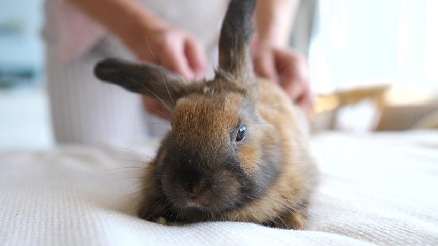 Brown Bunnies Pron