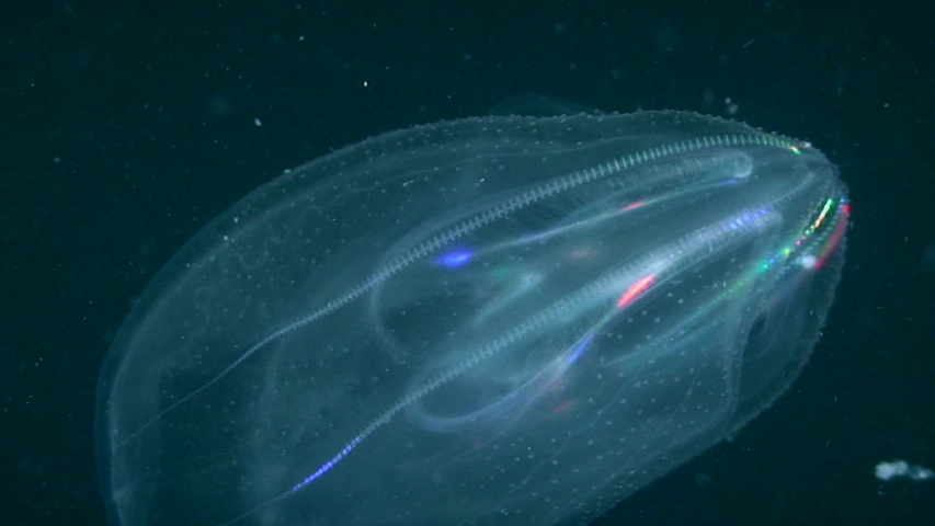 Warty comb jelly (Mnemiopsis leidyi) on a dark background shimmers in bright colors. Royalty-Free Stock Footage #1032214649