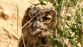 Young Eagle owl in early morning sun, wildlife - Bubo bubo - UHD/4K stock video
