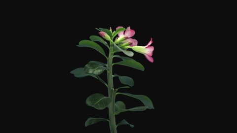 Time-lapse of growing and opening Adenium flower 8a2 isolated on black background. Other names of Adenium are: Desert rose, Impala lily, Sabi star, Bangkok kalachuchi, Japanese Frangipani
