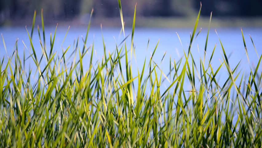 Green Sedges, Reeds and Grass Stock Footage Video (100% Royalty-free ...