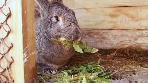 Cute gray rabbit eats grass sitting in a wooden cage.
