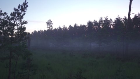 Scary spooky misty morning nature dark landscape - Foggy scenery