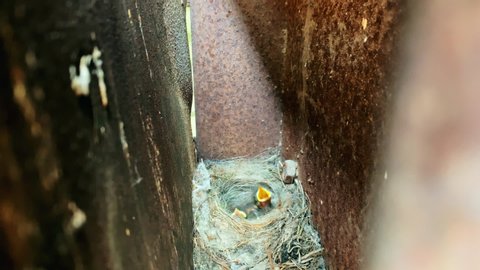 Little chicks with open mouths in a nest hidden in an old rusty mailbox