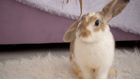 Video of beige bunny in studio