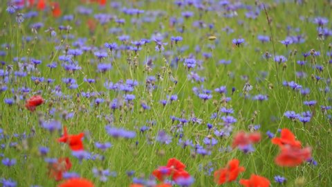 Poppy flowers field and cornflowers of red and blue colors