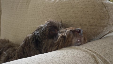 Cute Cockapoo dog Rests His Head On Sofa Arm