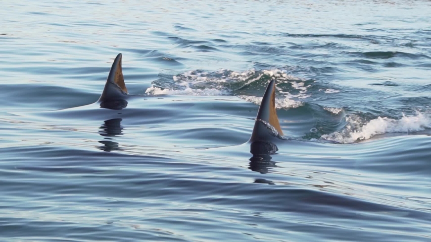 Orcas three dorsal fins cutting the flat surface slowmotion | Shutterstock HD Video #1032239981