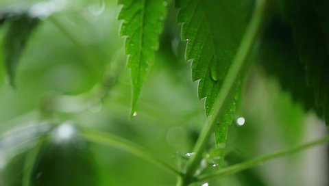 video evening background green leaves hemp. Medical marijuana cannabis plant