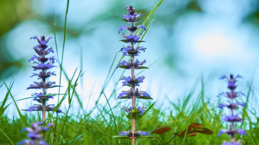 Ajuga Reptans is Commonly Known 스톡 동영상 비디오(100% 로열티 프리) 1032249806 | Shutterstock