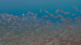 Blue ocean and swimming big school of fish. Scuba diving with fish, underwater video. Healthy marine ecosystem with aquatic animals.