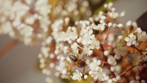 macro shot of a honey bee collecting pollen from an elderflower in spring.