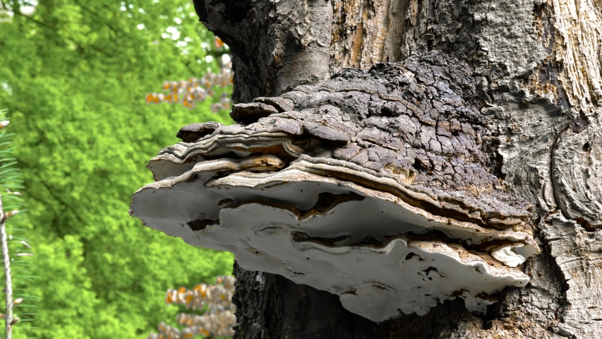 Huge natural Fungus on Tree Trunk Beautiful 4K