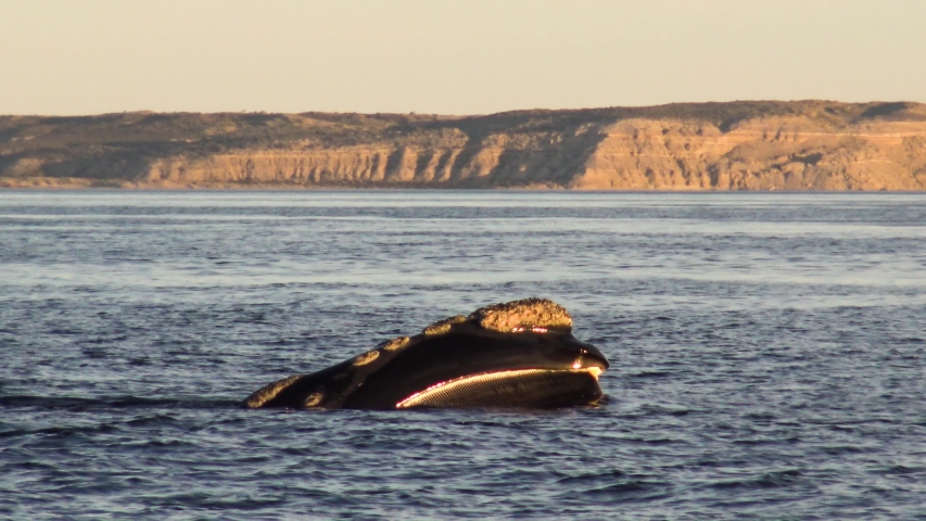 Southern right whale feeding at the surface in patagonia at sunset 4k | Shutterstock HD Video #1032256478