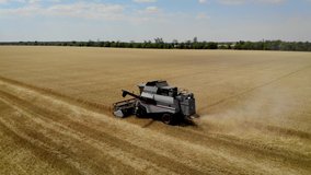 Aerial view combine mows barley harvest in summer season on large agricultural field. Drone shoots video of reap grain crops