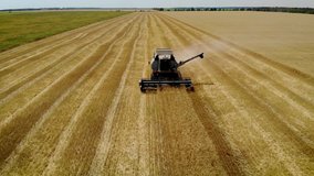 Large gray combine in harvest season mows ripe yellow wheat cutting ears of agricultural machinery in field for future of bread and food production. Drone shoots video of reap grain crops
