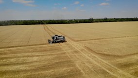 Aerial view combine mows wheat harvest in summer season on large agricultural field. Drone shoots video of reap grain crops