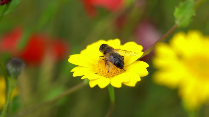 Yellow Flower Bee Spring Rain 스톡 동영상 비디오(100% 로열티 프리) 1032258566 | Shutterstock
