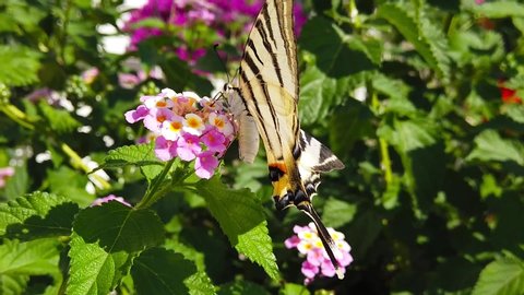 Close up video of a zebra swallowtail butterfly collecting nectar from light blue lantana camara flowers. Shot at 120 fps.
