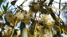 Video of honey bees collecting pollen from eucalyptus blossoms. Shot at 120 fps.
