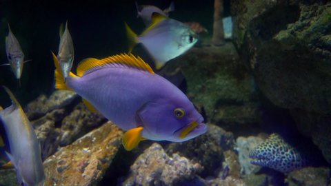 the life of fish in the aquarium
