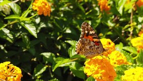 Close up video of a painted lady butterfly collecting nectar from yellow lantana camara flowers. Shot at 120 fps.

