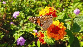Close up video of a painted lady butterfly collecting nectar from yellow lantana camara flowers. Shot at 120 fps.
