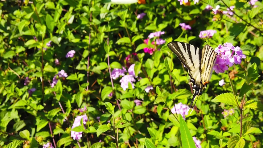 Clip of a zebra swallowtail butterfly collecting nectar from light blue lantana camara flowers. Shot at 120 fps.
