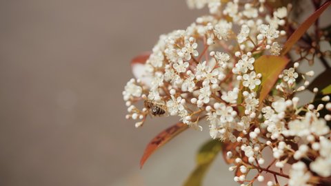 Closeup shot of a honey bee collecting pollen from an elderflower in spring.