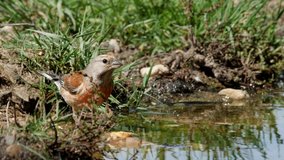 Oscine singing bird (Linnet) drinking from puddle of water - wildlife - 4K/HD stock video
