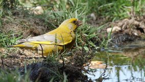 Oscine singing bird (Greenfinch) drinking from puddle of water - wildlife - 4K/HD stock video
