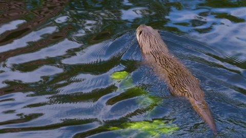 River otter swimming in water from behind