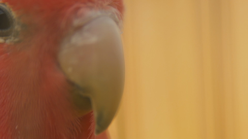 parrot head from very close range