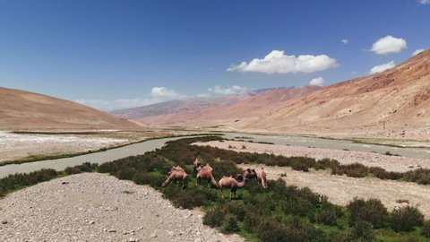 Aerial over Panji river and camels near arid desert mountains.Pamir highway silk road trip adventure in Kyrgyzstan and Tajikistan desert region,central Asia.4k drone flight establisher video