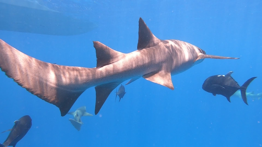 Free diving in apnea with nurse sharks in Maldive. Underwater amazing video of several sharks in deep blue sea. | Shutterstock HD Video #1032278792