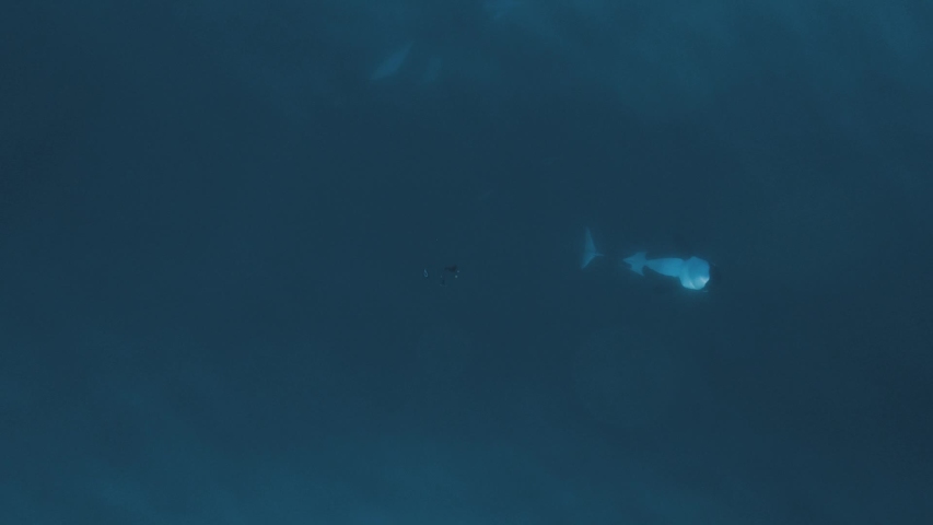 Orca breaching jumping out and slaping the flux aerial shot 60fps | Shutterstock HD Video #1032279662
